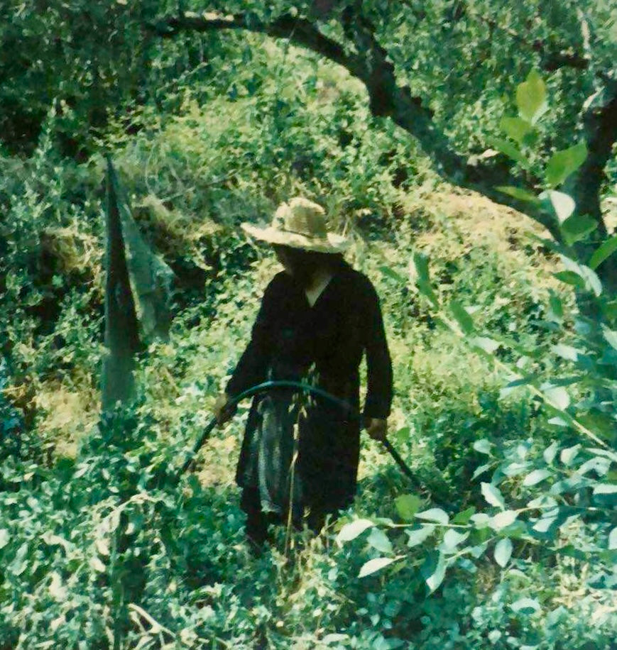 Archive photograph of grove work in Mani