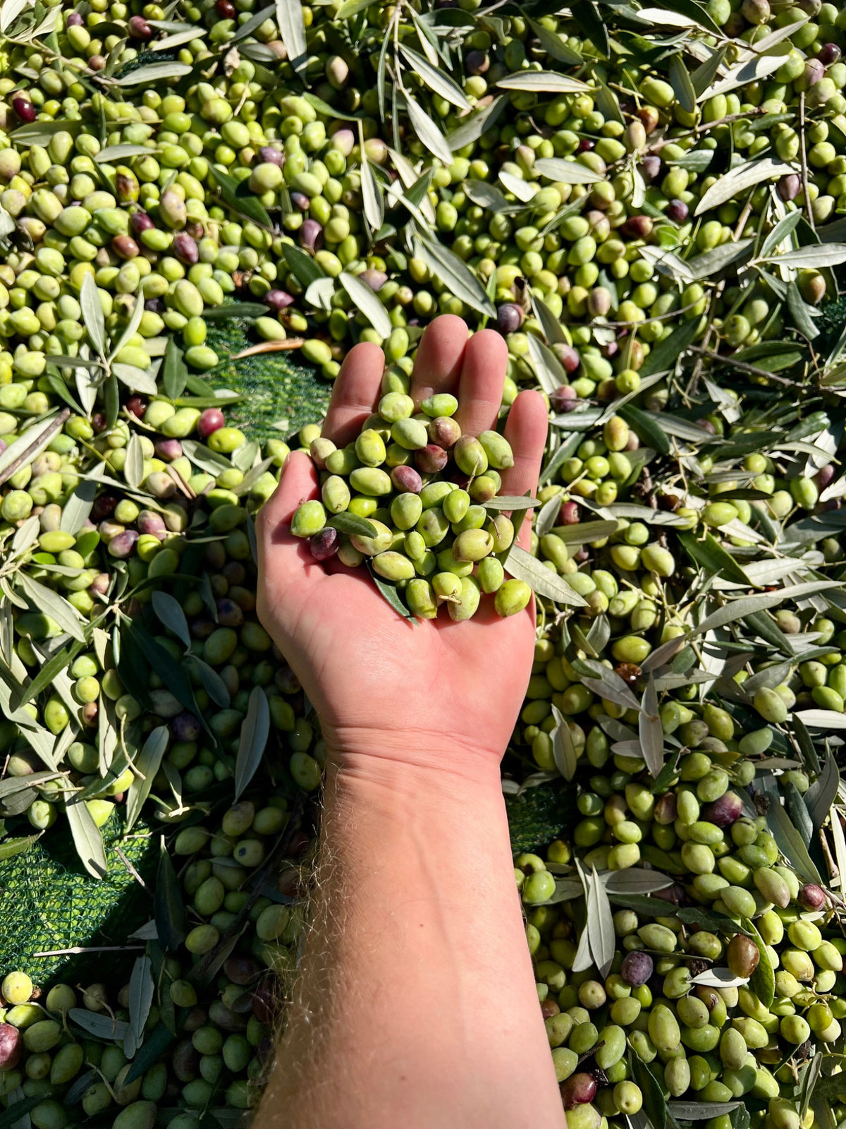 Fresh Koroneiki olives during harvest
