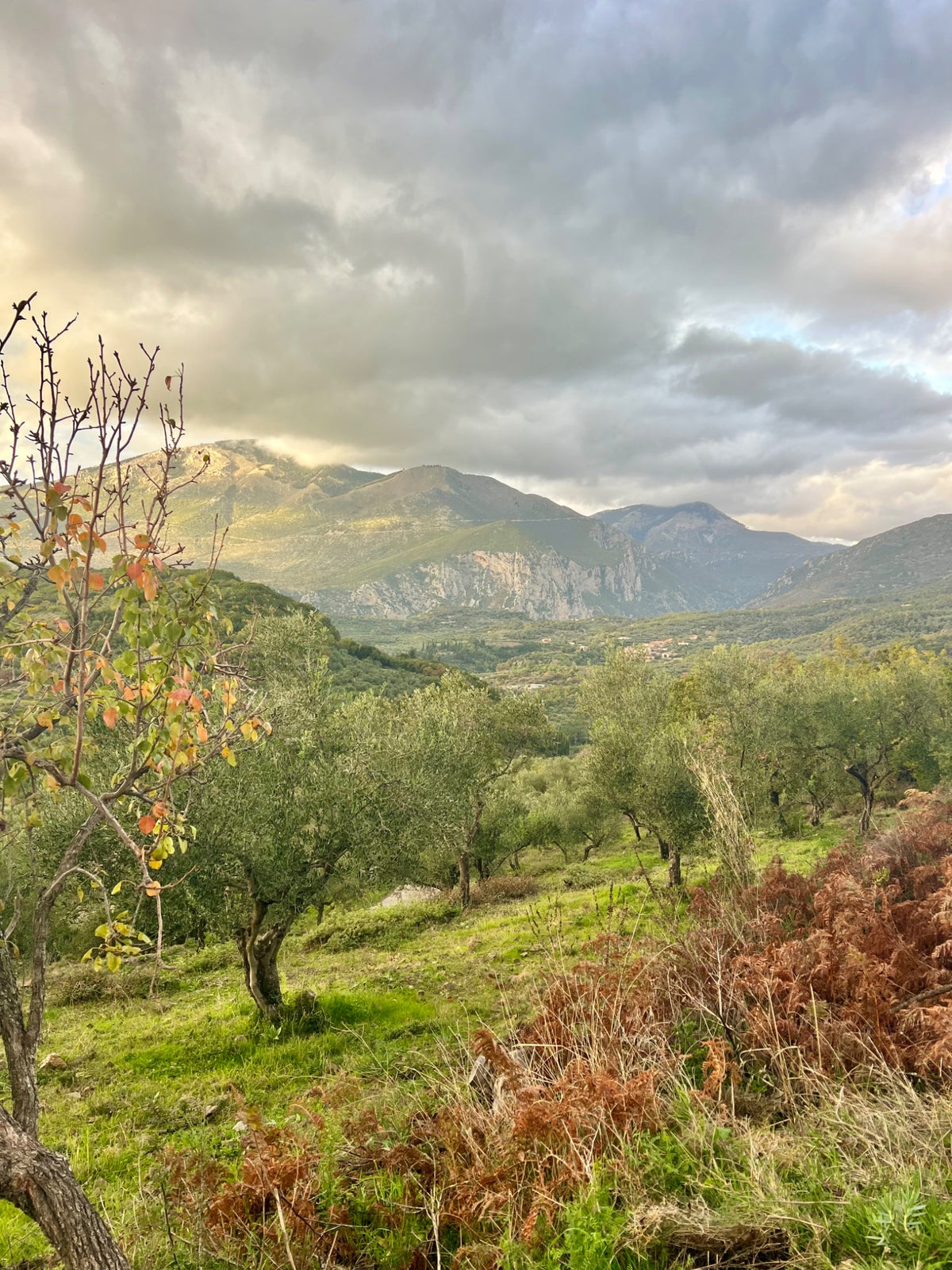 Olive groves in the Mani landscape