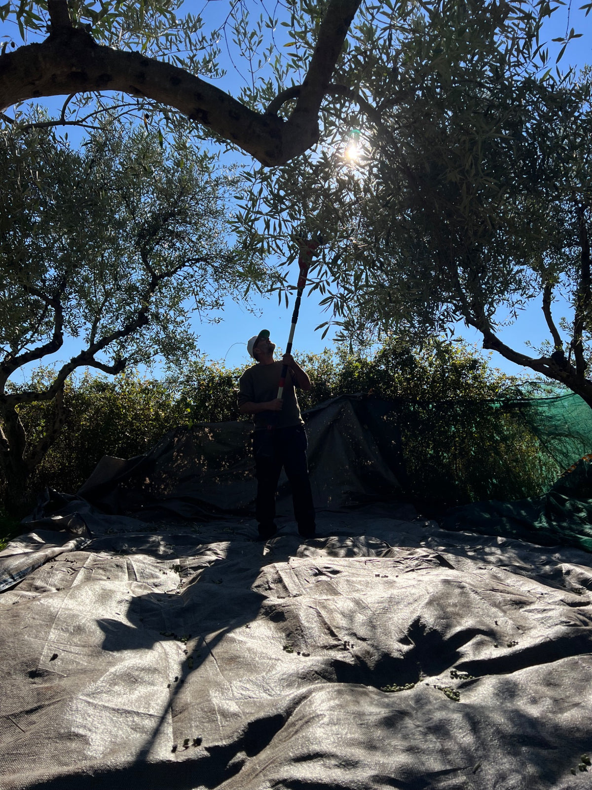 Olive harvest work in a grove in Mani