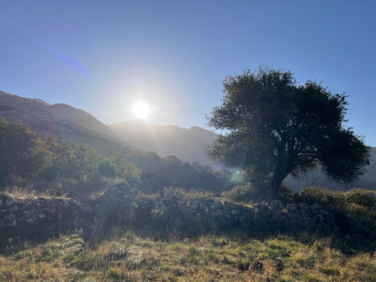 Olive tree and old stone walls in Mani
